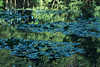 Parksee Blattteppich abstrakt Foto Wassertafel grüne Seerosenblätter Naturbild Soltauer Teich