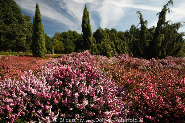 Schneverdingen Hpener Heidegarten kultivierte Kruterarten bunte Bltenpracht