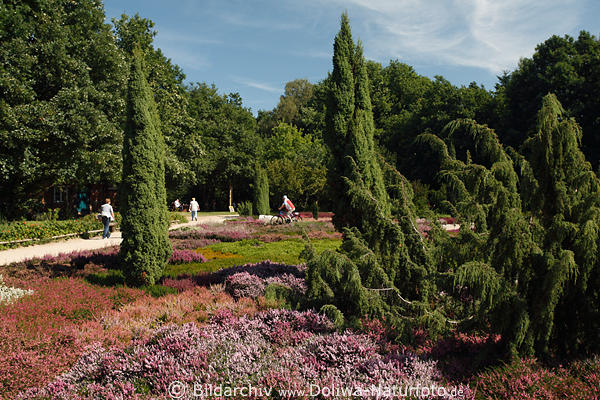 Heidekruter kultivierte Heidearten Bild bunte Bltenpracht Hpen Heidegartens