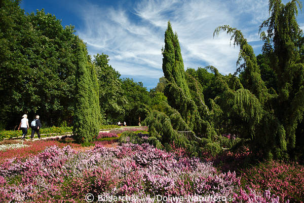 Heidekrautarten Bild in Gartenidylle Schneverdinger Heidegarten Hpen