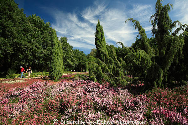 Kultivierte Heidekruter Bltenpracht Heidegarten Hpen