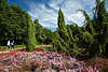 Heidekrautarten Bild in Gartenidylle Schneverdinger Heidegarten Hpen