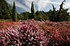 808619_ Heidearten kultivierte Kräuterarten bunte Blütenpracht im Höpener Heidegarten Bild vor Wacholdern