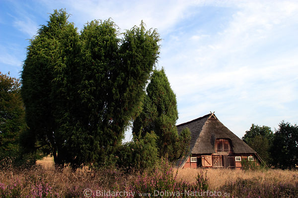 Wacholder-Heide am Schafstall