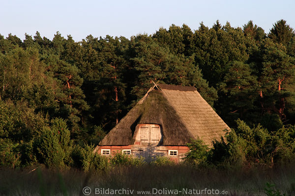 Schafshtte in Kiefernwald Bume