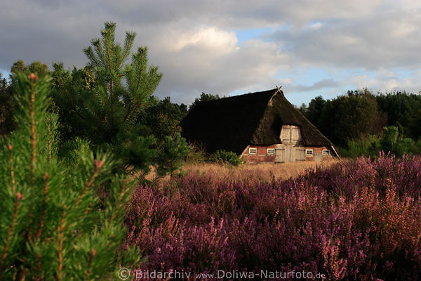 Heidestall Schafshtte in Heideblte
