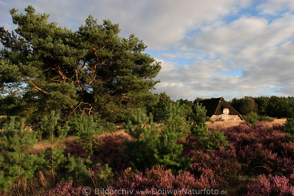 Schafstall blhende Heide