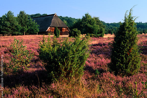 Schafstall in der Heide Erikablte