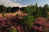 Heideblte am Heidestall & Kiefernwald in Heidelandschaft Naturfoto abends, Schafshtte in Natur
