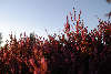 58878_Glockenheide (calluna vulgaris)