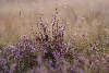 59304_Erikastrauch in Gras violett blühende Besenheide Gegenlicht-Aufnahme