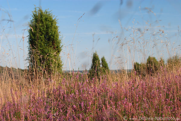 Blhende Heide Erikablten Foto Grser am Blauhimmel verwischt in Wind vor Wacholdersulen