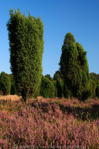 Wacholder-Sule bei Heideblte