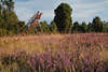 912067_Heidekraut blhende Strucher Grser Naturbild Lneburger Landschaft vor Wacholderwald