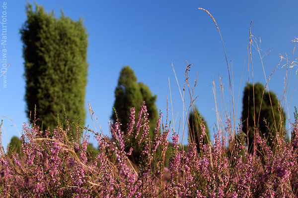 Blühende Erika calluna vulgaris Heidegräser Bilder vor Säulen der Wacholder juniperus communis
