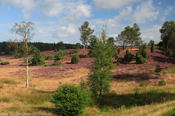 Heidebild Morgenstimmung Bltezeit Naturfoto Hgel blhender Heide Baumlandschaft