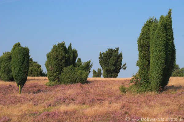 Wacholderheide Naturfoto blhende Erika Graslandschaft Lneburgerheide Naturblte