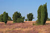 59091_Wacholder (juniperus communis) in blühender Lüneburger Heide & Heidegras