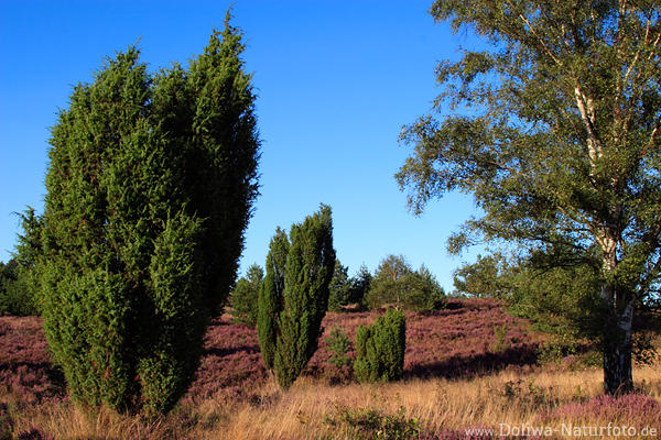 Wacholderheide blhende Natur