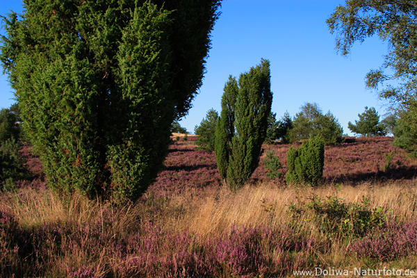 LneburgerHeide Wacholder