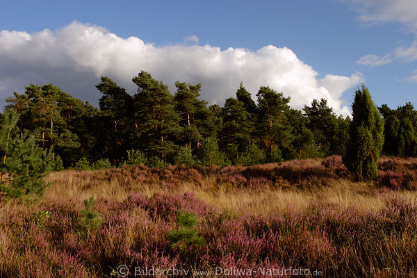 Heideblte vorm Kiefernwald Wacholderstrauch unter Wolke am Heideabend