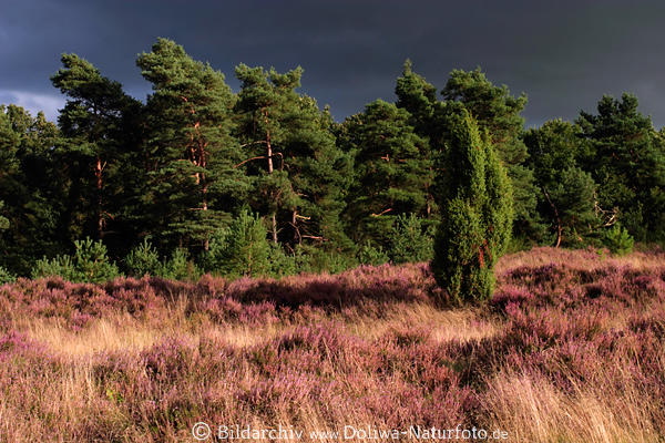 Heideblte Gewitterstimmung in Abendlicht Naturfoto 708315 Kiefernwald Bume in Wind