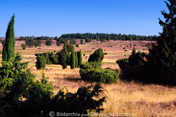 WacholderHeide lila gelb Grasflche Bume Landschaft Foto Weitblick bei Oberhaverbeck