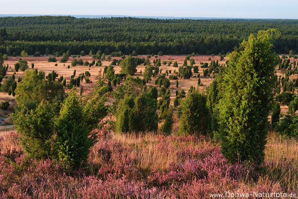 Naturbild Lneburgerheide Wilsederberg Nordaussicht