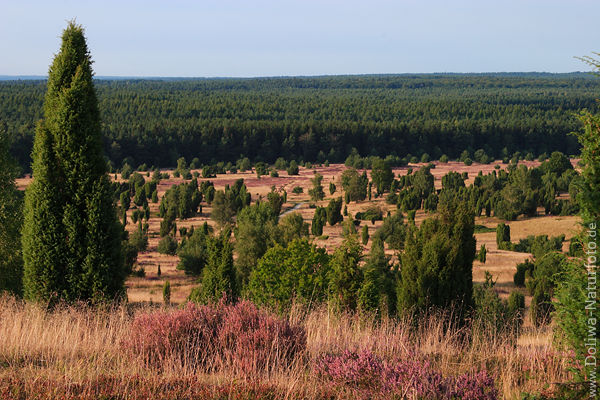 Heidjerland Wilseder Berg Nordblick