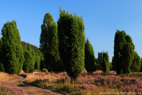 Wacholderwald Sulen Lneburger Heidelandschaft Bltezeit Fotos um Wanderweg