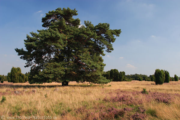 Riesenkiefer in Heidegras Erikablte