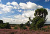 707575_ Wolken ber Bume & Strucher der Heidelandschaft ziehen in Naturfoto, Lneburger Heideland