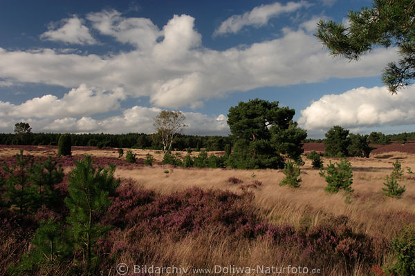 Lneburger Heideland Grser