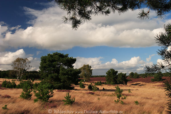 Heidegras Bume in Wind Wolkenstimmung