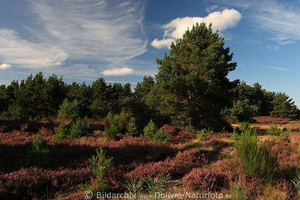 Heidelandschaft Naturbild unter Wolken Kiefernbume Heidekraut Erika Bltezeit