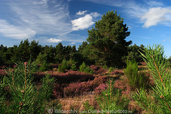 Heideblte um Nadeln Kieferbume