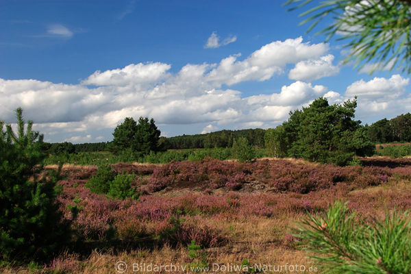 BehringerHeide in Wind