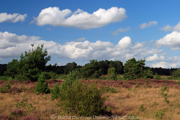 Behringerheide Kumuluswolken