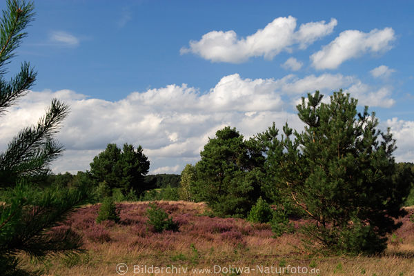 Behringerheide Naturbild Heidelandschaft unter ziehenden Wolken
