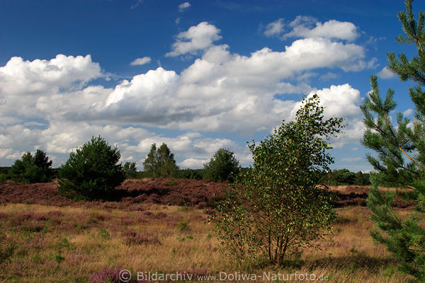 Heideland in Wind unter Wolken