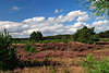 707408_ Weisse Wolken ber Behringerheide Heideland ziehend, Heidelandschaft Stimmungsbild in Wind