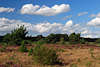 707416_ Wolken Kumuluswolken über Heide, Behringerheide Landschaft, Heideland Gräser & Bäume Naturbild