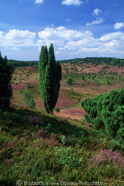 Lneburger Heide Totengrund