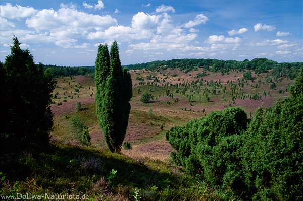 Totengrund Heidepanorama Bltezeit Naturfoto 1078