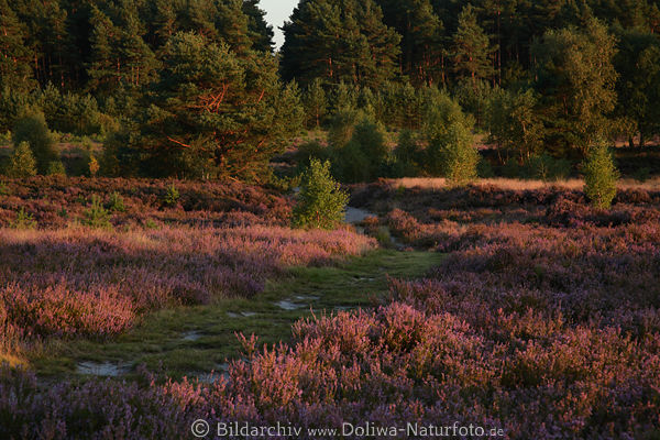 BehringerHeide Wanderweg Heideblte
