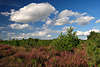 Wattewolken ber Heidestrucher blhende Heidelandschaft Nadelbume Naturbild