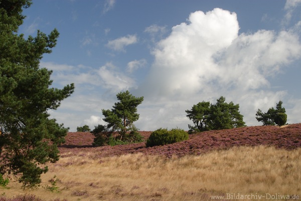 Heidehgel Erikablte Graslandschaft Naturfoto Lneburgerheide Bltezeit Wolkenstimmung