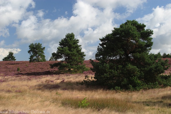 Lneburgerheide Bltezeit Naturfoto Hgel Bume Skyline Wolkenstimmung Landschaftsbild