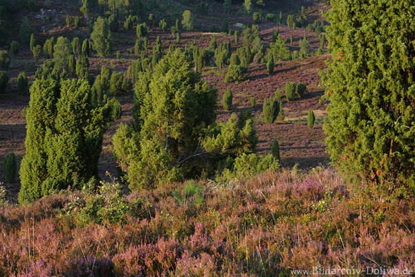Heidebume Abendstimmung