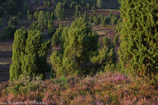 Heideblte Wacholderfeld